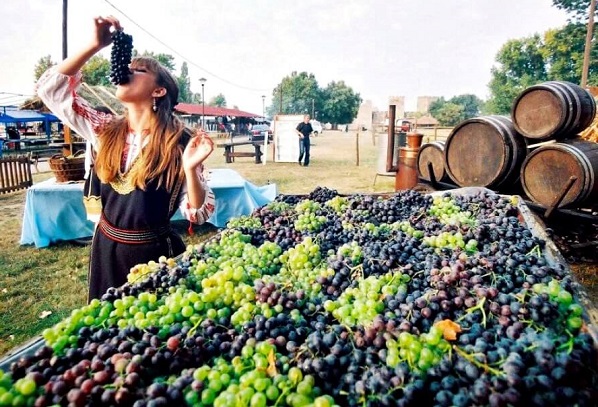 Сбор винограда в Сербии